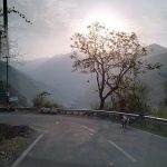 Sunlight through trees symbolising growth and healing in counselling